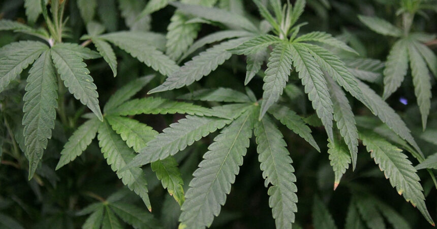 un politician german le sugereaza tinerilor sa fumeze un joint inaintea interviului de recrutare in armata pentru a fi declarati inapti 691f55f09484e