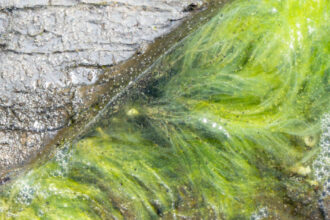 viata pe pamant a inceput mai devreme decat se credea noile dovezi descoperite de cercetatori in africa de sud 692c931279c00