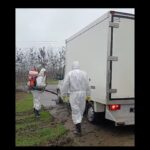 video a fost igienizat focarul de pesta porcina din navodari proprietarul amendat de dsvsa 6915cd3ee4b36