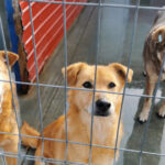 video eutanasierea cainilor sanatosi ar putea fi interzisa noi propuneri legislative pentru protectia animalelor 6924756f71010