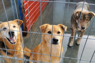 video eutanasierea cainilor sanatosi ar putea fi interzisa noi propuneri legislative pentru protectia animalelor 6924756f71010