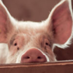 video focar de pesta porcina in judetul buzau fermieri disperati de teama ceilalti localnici au inceput sa si taie porcii pentru craciun 6919f648cf626