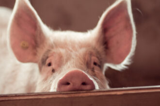 video focar de pesta porcina in judetul buzau fermieri disperati de teama ceilalti localnici au inceput sa si taie porcii pentru craciun 6919f648cf626