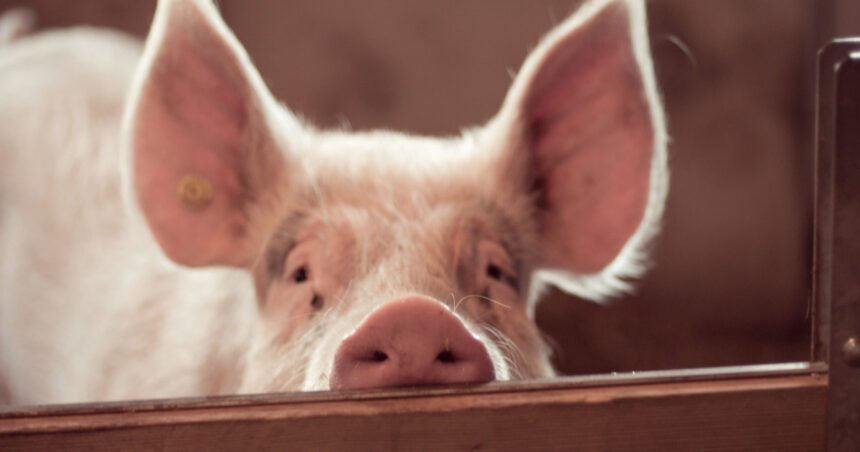 video focar de pesta porcina in judetul buzau fermieri disperati de teama ceilalti localnici au inceput sa si taie porcii pentru craciun 6919f648cf626