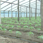 video guvernul introduce impozitul pe sere si solarii scumpiri in piete din ianuarie ce spun fermierii 6925d161ba289