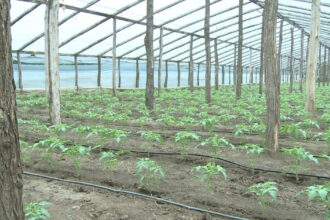 video guvernul introduce impozitul pe sere si solarii scumpiri in piete din ianuarie ce spun fermierii 6925d161ba289