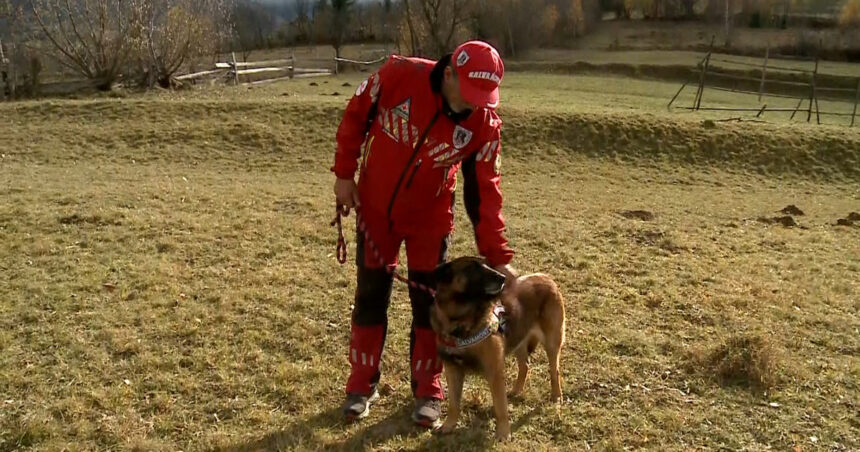 video in muntii maramuresului athos este cainele erou al salvamontistilor stie cand trebuie sa plecam undeva sau cand avem o misiune 6910812a756be