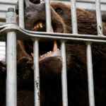 video japonia a trimis armata in nordul tarii dupa ce mai multe orase se confrunta cu atacuri ale ursilor 690af4ce4d9e3