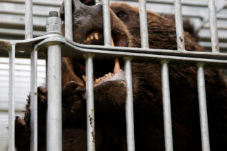 video japonia a trimis armata in nordul tarii dupa ce mai multe orase se confrunta cu atacuri ale ursilor 690af4ce4d9e3