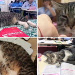 video motanul devenit vedeta intr un liceu din romania misu participa la cursuri si se bucura de atentia tuturor este mascota scolii 69156834c3c22