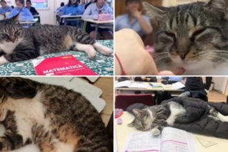 video motanul devenit vedeta intr un liceu din romania misu participa la cursuri si se bucura de atentia tuturor este mascota scolii 69156834c3c22