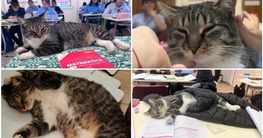 video motanul devenit vedeta intr un liceu din romania misu participa la cursuri si se bucura de atentia tuturor este mascota scolii 69156834c3c22