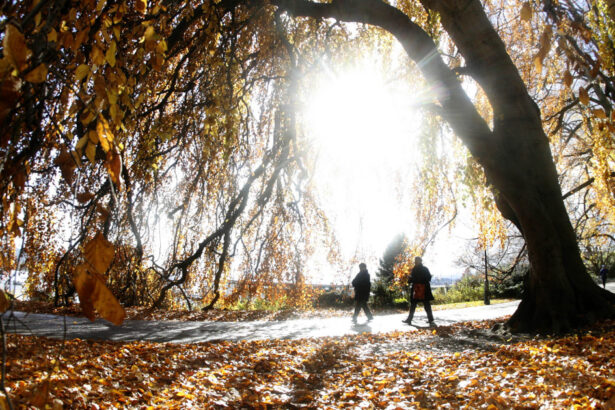 video noiembrie incepe cu temperaturi de vara meteorologii anunta cum va fi vremea in urmatoarele zile 6905b25456003