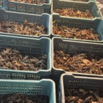 video politistii au confiscat jumatate de tona de raci vii de la braconierii din delta 6922e713b386d