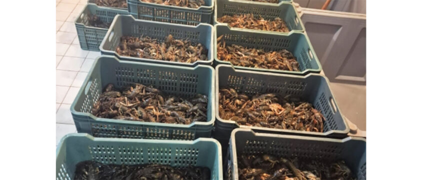 video politistii au confiscat jumatate de tona de raci vii de la braconierii din delta 6922e713b386d