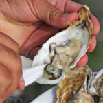 video romania are prima ferma de stridii din marea neagra cum arata productia dupa un an de experimente 6908380787410