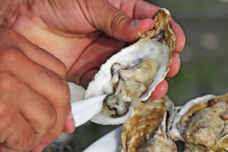 video romania are prima ferma de stridii din marea neagra cum arata productia dupa un an de experimente 6908380787410