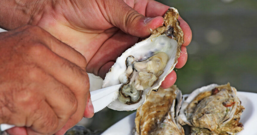 video romania are prima ferma de stridii din marea neagra cum arata productia dupa un an de experimente 6908380787410