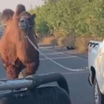 video scene neobisnuite pe frontul din ucraina o camila folosita de trupele ruse capturata de soldatii ucraineni langa harkov 690606b42d595