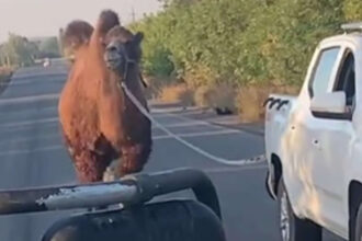 video scene neobisnuite pe frontul din ucraina o camila folosita de trupele ruse capturata de soldatii ucraineni langa harkov 690606b42d595
