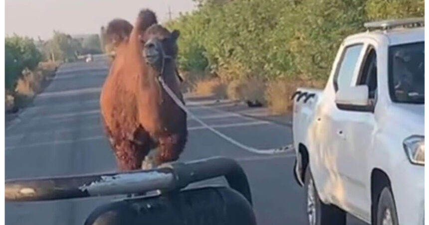 video scene neobisnuite pe frontul din ucraina o camila folosita de trupele ruse capturata de soldatii ucraineni langa harkov 690606b42d595