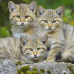 video trei pui de pisica salbatica surprinsi pe camerele de monitorizare jucandu se cu mama lor intr o padure din suceava 6905d57c384b6