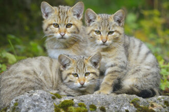 video trei pui de pisica salbatica surprinsi pe camerele de monitorizare jucandu se cu mama lor intr o padure din suceava 6905d57c384b6