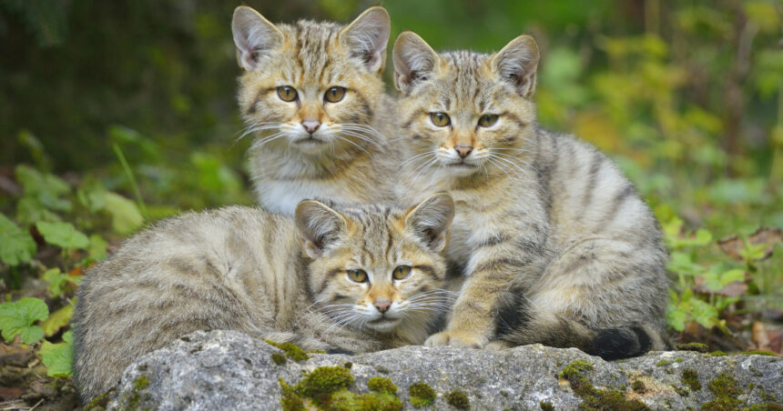 video trei pui de pisica salbatica surprinsi pe camerele de monitorizare jucandu se cu mama lor intr o padure din suceava 6905d57c384b6