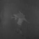 video trei romani au furat 77 de oi de la o stana din spania autoritatile au descris cum actiona banda de hoti 691467a293a42