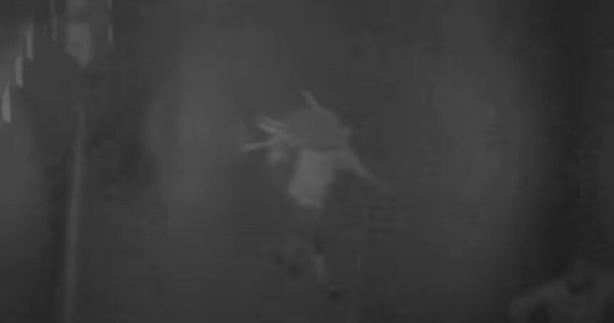 video trei romani au furat 77 de oi de la o stana din spania autoritatile au descris cum actiona banda de hoti 691467a293a42