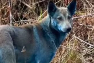 video un expert ucrainean lamureste misterul cainilor albastri de la cernobil este o prostie 69074d9b8b641