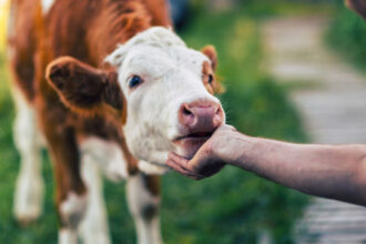 apia va plati aproape 39 de milioane de lei crescatorilor de animale pentru serviciile prestate in septembrie 693acfdeb2e68