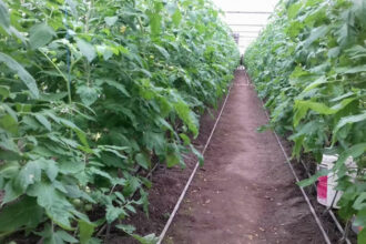 aur depune un proiect de lege pentru scutirea de impozit a unor constructii utilizate de agricultori sere solare silozuri 693ff73f5a3e6