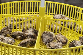 foto video stridiile japoneze crescute in marea neagra succesul rasunator al cercetatorilor de la incdm grigore antipa la bilantul pe 2025 acum avem si stridia romanesca crescuta la constanta 6942ca5eeff63