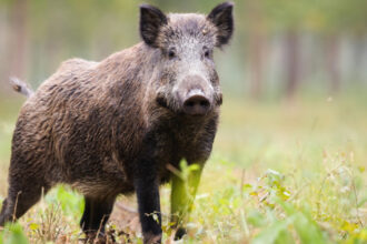 guvernul spaniol nu exclude posibilitatea unei scurgeri accidentale din laborator a virsului care provoaca pesta porcina africana 69334335697d9