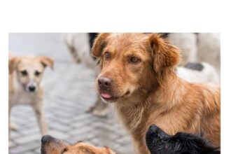 investitie de 150 000 de euro pentru primul incinerator ecologic cu parc memorial din judetul constanta pentru animale de companie 69310c42ee539