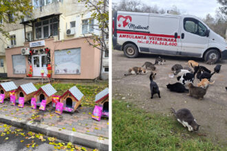 mos craciun le a adus pisicutelor din mangalia casute noi acest gest inseamna dragoste fata de prietenii nostri necuvantatori 694c0f70f0168