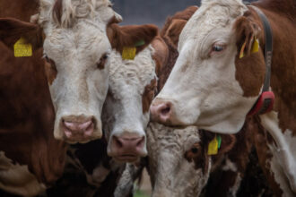 proteste in franta autostrazi blocate si gunoi imprastiat dupa sacrificarea bovinelor din cauza unui focar 693d70301f4e3