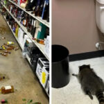 ratonul beat gasit lesinat pe podeaua unui magazin de bauturi alcoolice din sua e suspectat ca a spart acum o sala de karate 693d2662881b9