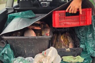 trei tineri au scos la vanzare din portbagajul unei masini 100 de kg de crap salau si somn in localitatea 2 mai 693850249bc6f