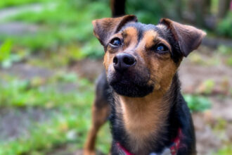 un caine si a salvat stapanul dintr un apartament cuprins de flacari 693443c71d043