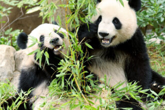 ursii panda victimele tensiunilor dintre beijing si tokio lei lei si xiao xiao vor fi trimisi in china 693ff73d464b3