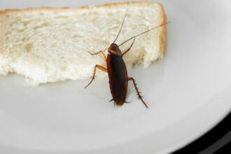video insecte filmate in baia unui spital din sebes managerul unitatii sanitare a fost vorba despre un singur gandac un pui 6943f9e724b68
