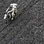 video momentul in care soldati rusi calare pe cai sunt eliminati de ucraineni nici acest lucru nu ii ajuta 6949b04e4fdb2