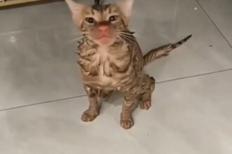 video o pisica a fost spalata 10 minute felina a supravietuit experientei neplacute din cuva masinii 6942a83bee439