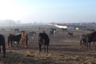 video situatie dramatica la un adapost de cai din dolj sute de animale sunt in pericol sa moara de foame 69451346413d1