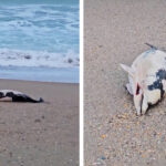 video spectacol trist pe plaja din eforie pui de delfin adus fara viata la mal 6936f3f4aa1f8