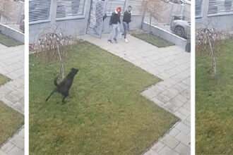 video viral colindatori imprudenti intampinati de cainele de paza daca erau copiii nu ai voie sa intri in curtea omului 694eb9a56b0e9
