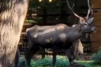 cerb carpatin sanatos gasit mort la gradina zoologica din targu mures ce avea animalul in sistemul digestiv 696a77fc94934