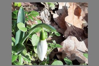 foto primii ghiocei din parcul national muntii macinului i au intampinat pe drumeti chiar la inceput de an 6958255e99772